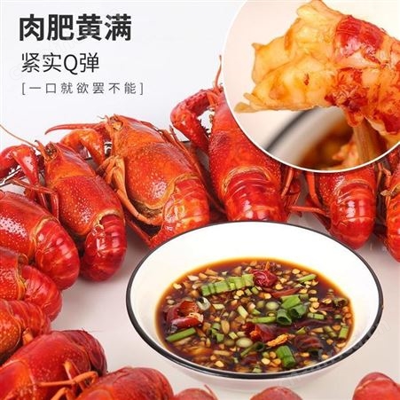 纯青小龙虾薄壳青龙清水虾鲜活现货活体活龙虾馆供货