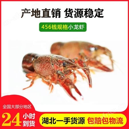 456钱小龙虾产地货源中青洪湖小龙虾鲜活稻田养殖潜江中红虾