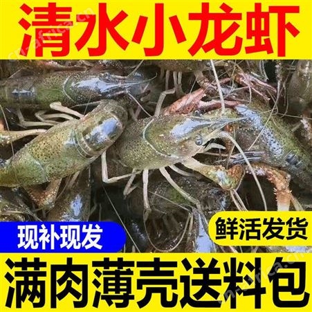 纯青小龙虾薄壳青龙清水虾鲜活现货活体活龙虾馆供货