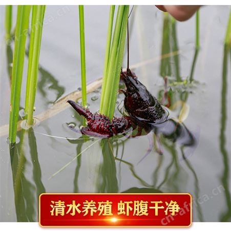 456钱小龙虾产地货源中青洪湖小龙虾鲜活稻田养殖潜江中红虾